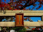 DSC08237.jpg
