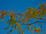DSC08241.jpg