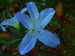 RIM00033.jpg
