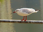 20071228022.jpg