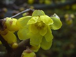 20080111t03.jpg
