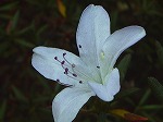 20080111t04.jpg