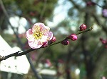 20080111t17.jpg