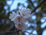 20080111t20.jpg
