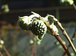 20080111t29.jpg