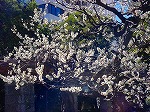 DSC01226.jpg
