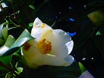DSC01237.jpg