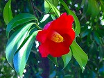 DSC01238.jpg