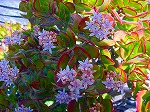 DSC01240.jpg