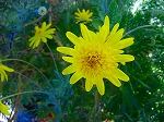 DSC01242.jpg