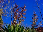 DSC01275.jpg