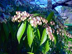 DSC01292.jpg