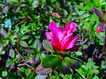DSC01296.jpg