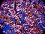 DSC01303.jpg