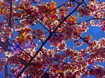 DSC01308.jpg