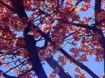DSC01310.jpg