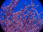 DSC01316.jpg