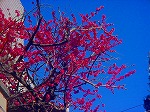 DSC01325.jpg