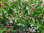 DSC01329.jpg