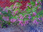 DSC01335.jpg