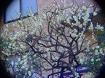 DSC01338.jpg
