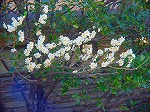 DSC01339.jpg