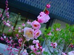 DSC00005.jpg