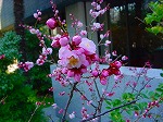 DSC00006.jpg