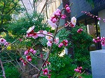 DSC00008.jpg