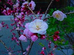 DSC00009.jpg