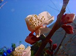 DSC00013.jpg
