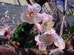 DSC00015.jpg