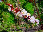 DSC00017.jpg