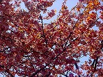 DSC00038.jpg
