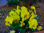 DSC00047.jpg