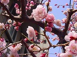 20080313b003.jpg