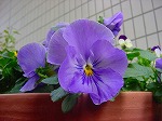 20080313b011.jpg