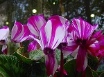 20080313b015.jpg