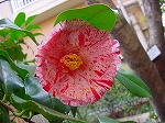 20080313b044.jpg