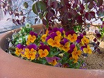 20080313b053.jpg