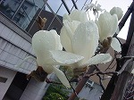 20080314Y005.jpg