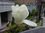 20080314Y007.jpg
