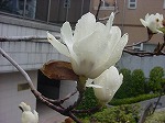 20080314Y009.jpg