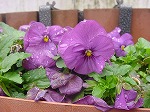 20080314Y018.jpg