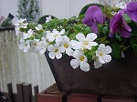 20080314Y019.jpg