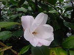 20080314Y022.jpg