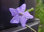 20080314Y025.jpg