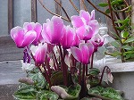 20080314Y030.jpg