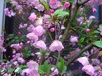 20080314Y031.jpg