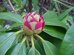 20080317fb11.jpg